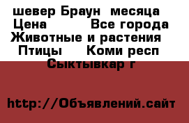 шевер Браун 2месяца › Цена ­ 200 - Все города Животные и растения » Птицы   . Коми респ.,Сыктывкар г.